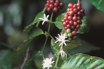 Conférence sur le thème du café: 